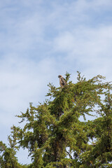 Hawk perched in a tree