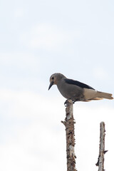 Clark's Nutcracker, grey and black bird sitting on a tree top