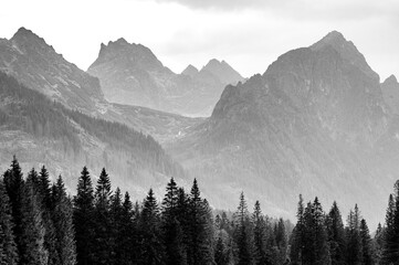 Naklejka premium Coniferous trees and massive high mountains. Black and White photograph depicting freedom and adventure.