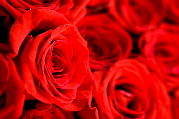 Defocused bunch of red roses patterned as red background