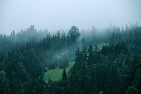 Whispers of Despair: The Darkened Grove Shrouded in Fog, Evoking a Sense of Melancholy
