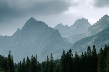 The Beauty of the Wild: A Captivating Landscape of Tall Pines and Massive Mountains Symbolizing the Essence of Adventure and Freedom