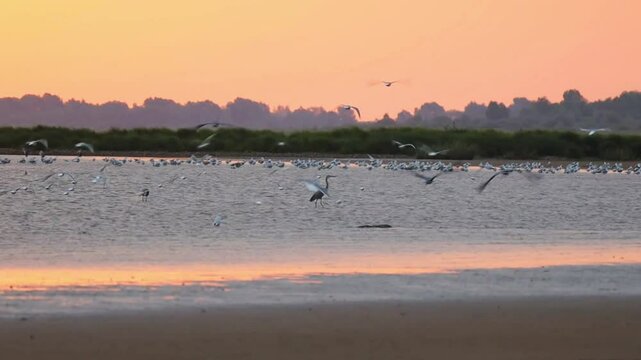 Dawn on Lake Ilmen. Wild world. Gray herons and gulls are preparing for migration. Spring. Autumn. Beautiful nature. Wildlife. Migration