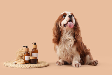 Cute cavalier King Charles spaniel with cosmetic products and massage brush sitting on beige...