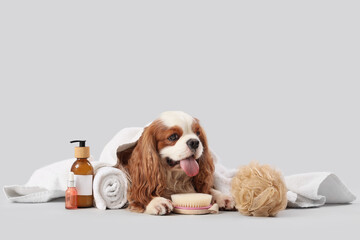 Cute cavalier King Charles spaniel with cosmetic products, massage brush and sponge lying on grey...
