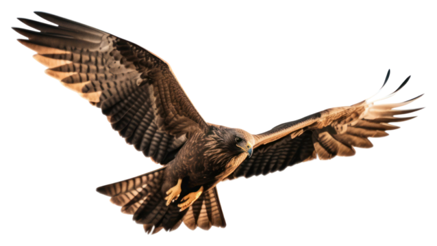 PNG Buzzard vulture animal flying.