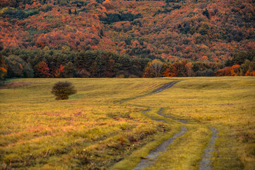 Fototapeta premium Earth Tones of colors in grey autumn nature. Orange and brown forest and meadow