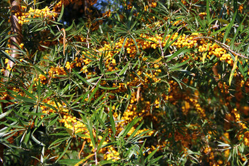 Fototapeta premium Sea-buckthorn, or Hippophae rhamnoides fruits in a garden
