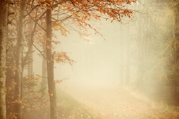 Obraz premium Orange autumn scenery, forest and trees in the mist