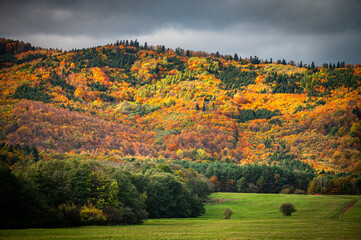 Fototapeta premium Golden Hues and Warm Sunlight Fill the Carpathian Autumn Forest