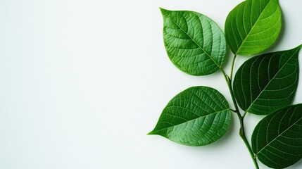 Green leaves on white isolate background.