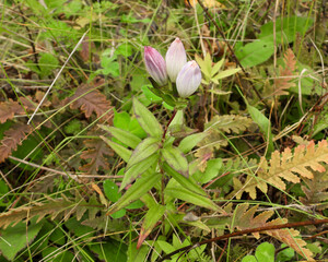 Gentiana andrewsii (Bottle Gentian) Native North American Prairie Wildflower