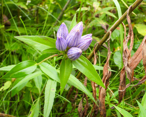 Gentiana andrewsii (Bottle Gentian) Native North American Prairie Wildflower