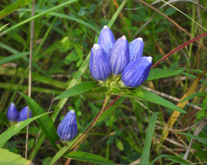 Gentiana andrewsii (Bottle Gentian) Native North American Prairie Wildflower