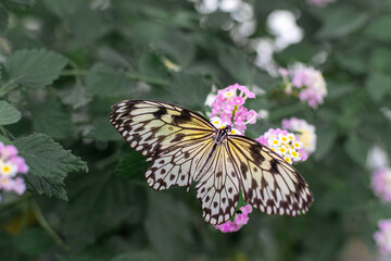 Idea leuconoe, also known as the paper kite butterfly, rice paper butterfly, large tree nymph is sitting on the flower