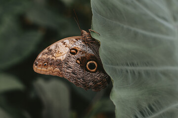 One owl butterfly (lat. Caligo) is sitting on green leaf