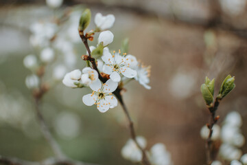 Blooming sour cherry (Prunus cerasus) at spring