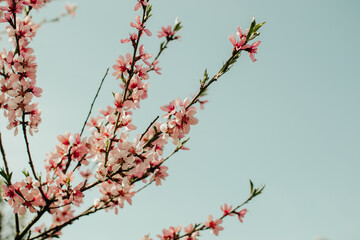 Beautiful tree (probably almond) branch with gentle blooming flowers against blue sky at sunny spring day.