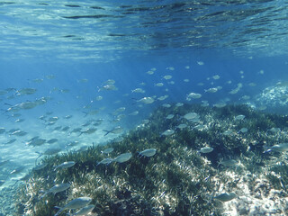 Dark blue ocean surface seen from underwater. Abstract waves underwater and rays of sunlight shining through, Sun light rays undersea deep, Underwater background with sea bottom, Mediterranean sea.
