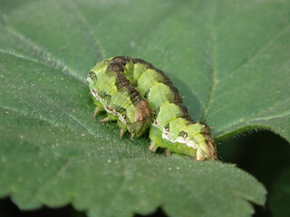 Marigold shark moth (Cucullia calendulae), green caterpillar on a geranium leaf