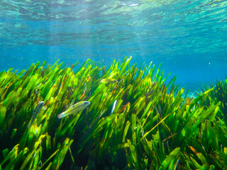 Dark blue ocean surface seen from underwater. Abstract waves underwater and rays of sunlight...