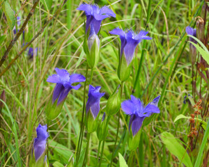 Gentianopsis spp Fringed Gentian Native North American Wetland Wildflower