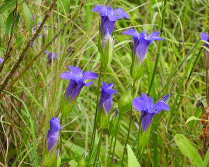 Gentianopsis spp Fringed Gentian Native North American Wetland Wildflower