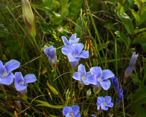 Gentianopsis spp Fringed Gentian Native North American Wetland Wildflower