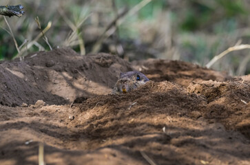 Azara´s Tuco tuco, Ctenomys azarae, La Pampa Province, Patagonia Argentina.
