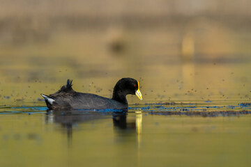 White winged coot, diving to look for food, La Pampa province, Patagonia,  Argentina.