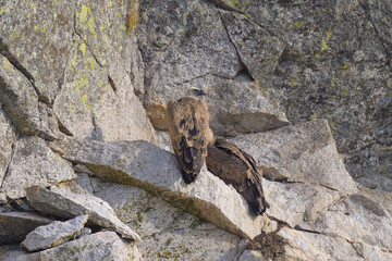 Retrato de buitres en sus buitreras