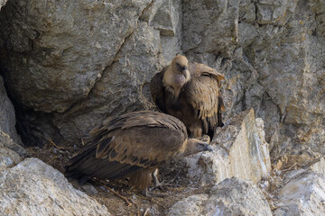 Retrato de buitres en sus buitreras