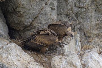 Retrato de buitres en sus buitreras