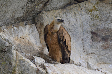 Retrato de buitres en sus buitreras