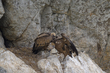 Retrato de buitres en sus buitreras