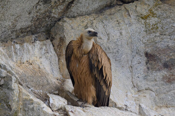 Retrato de Buitres Leonados en Guadarrama