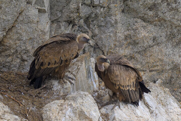 Retrato de Buitres Leonados en Guadarrama