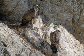 Retrato de Buitres Leonados en Guadarrama