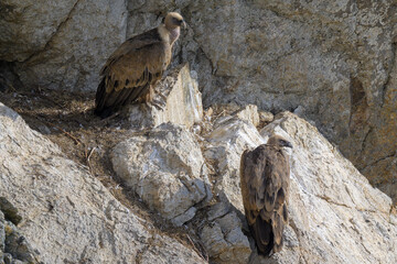 Retrato de Buitres Leonados en Guadarrama