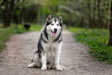 Adult Alaskan Dog Outdoor In The Park. Dog with tongue out, selective focus