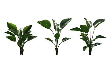 Green leafy plant on white background. 3D rendering images.