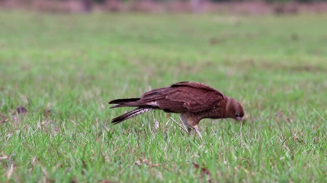 Chimango caracara falcon hawk actively eating animal o short grass ground rainforest savanna