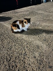 Greek Island cat
