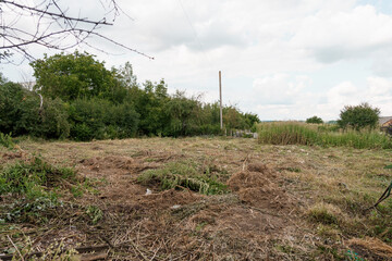 Obraz premium Serene Agricultural Landscape with Overgrown Vegetation and Distant Trees