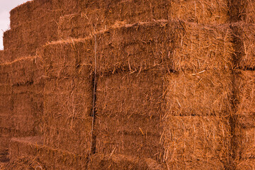 hay bale in a farm