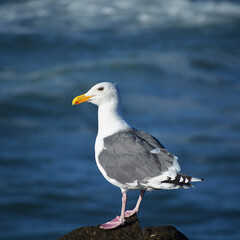 Seagull stands on rock looking over ocean water at beach.