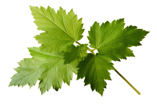 Hoja verde de parra.