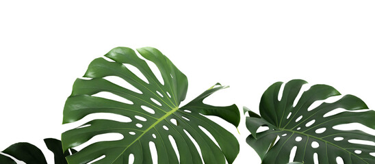 Monstera leaf, tropical evergreen plant isolated on white background