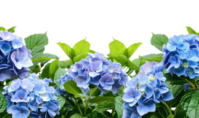 PNG Hydrangea border flower nature plant.