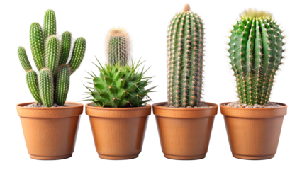 Four summer cactus plants in pots, isolated on a transparent background png